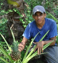 San_Vicente_Ananas